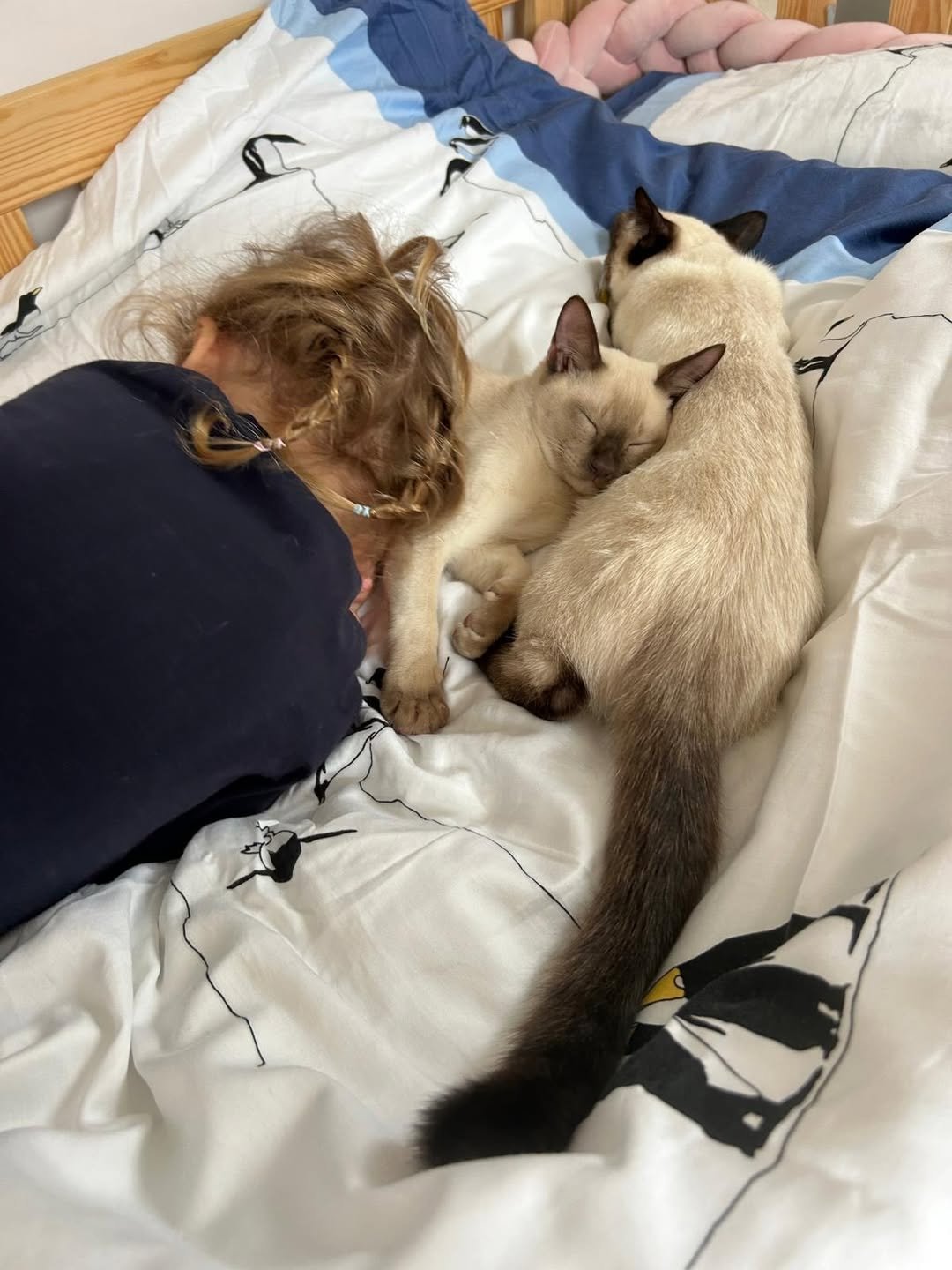 Texas Tonkinese Kittens Breeder